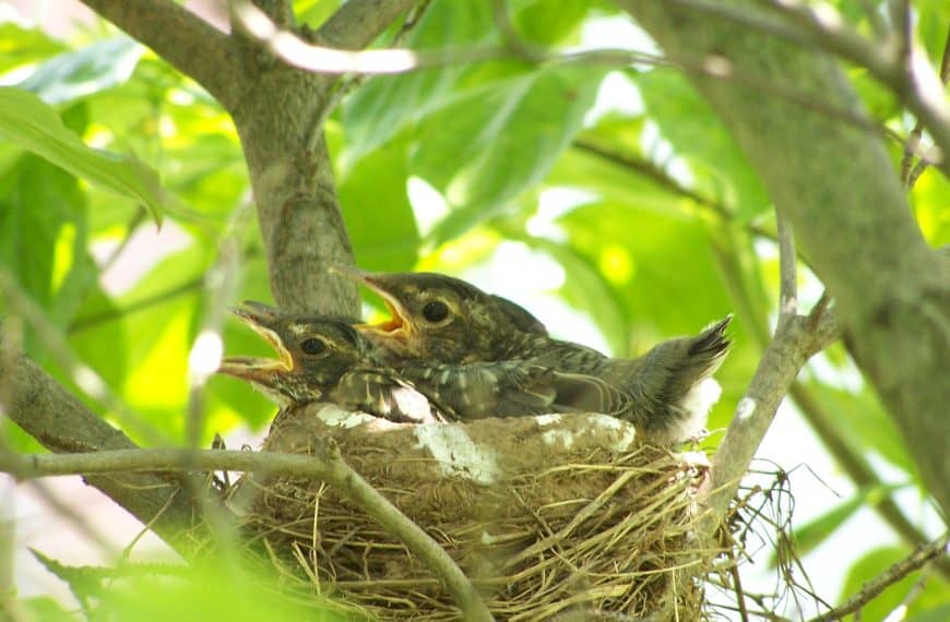 What Do Baby Robins Eat In The Nest