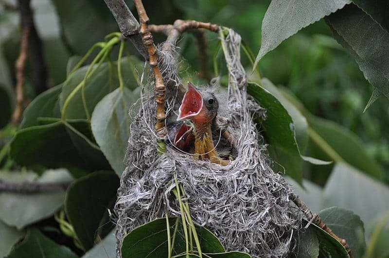 A photo of an Orioles nest with eggs and babies