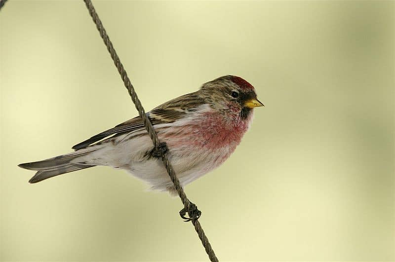 A photo of a redpoll in Ohio with its ID and information on where to find it:20 Types of Finches in Ohio: Ultimate Guide with Their ID, what they look like, sounds and Where to Find