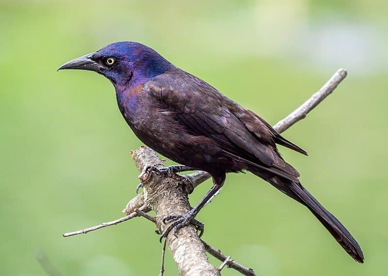 Black Bird With A Blue Head The Common Grackle