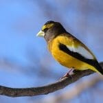 Evening Grosbeak vs goldfinch: yellow finches in Ohio