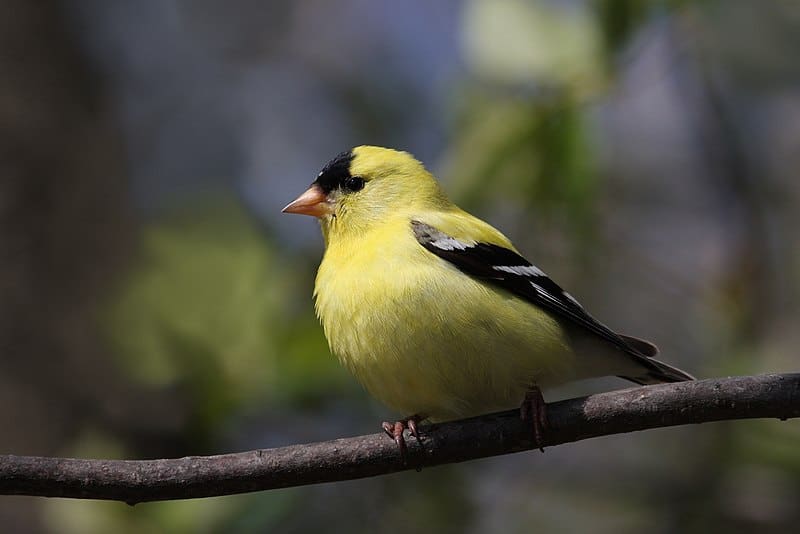 American Goldfinch: 20 Types of Finches in Ohio: Ultimate Guide with Their ID, what they look like, sounds and Where to Find