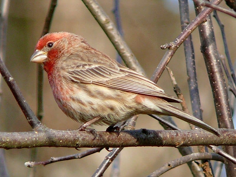 Picture of a House Finch YELLOW in a tree, with the text "House Finch in Ohio" above it