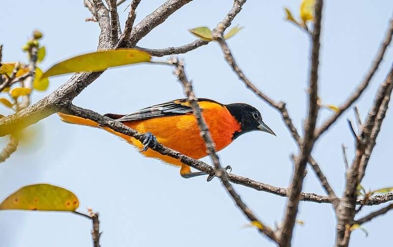  A photo of an Oriole in a tree in a forest