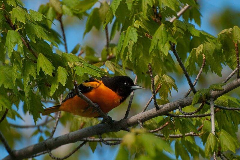A photo of an Oriole bird in a tree - When do Orioles come back to Michigan?