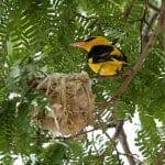 A photo of a Baltimore Orioles in a tree beside its nest