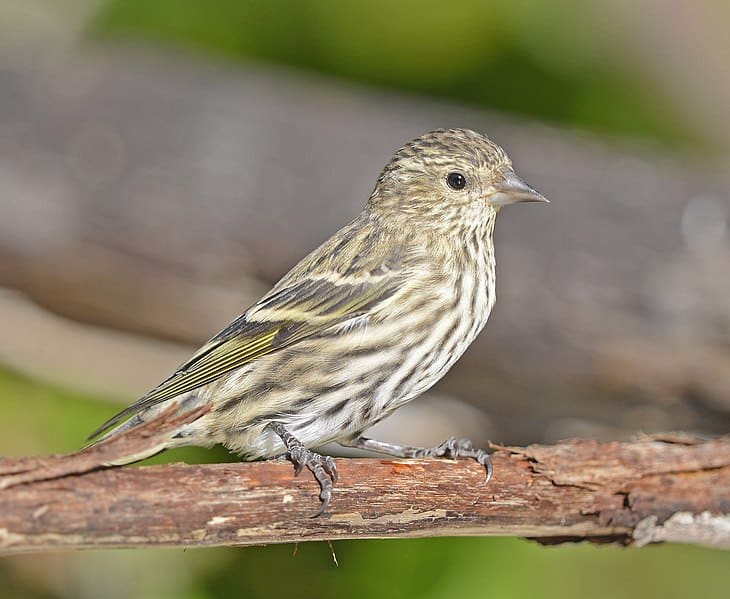 A photo of a Pine Siskin in Ohio with its ID and information on where to find it:20 Types of Finches in Ohio: Ultimate Guide with Their ID, what they look like, sounds and Where to Find