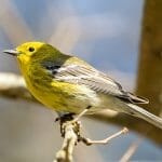 Pine Warbler vs goldfinch: yellow finches in Ohio