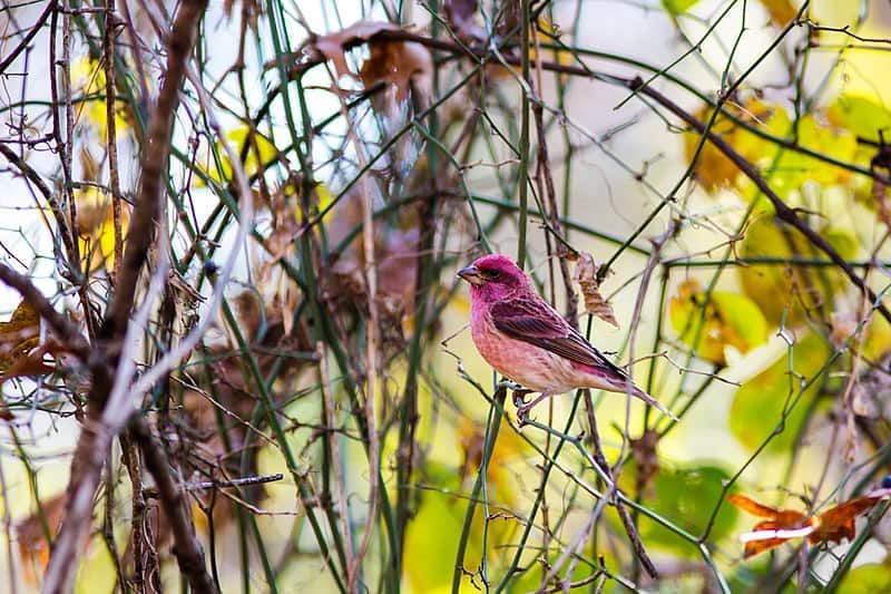 A photo of a purple Finch:20 Types of Finches in Ohio: Ultimate Guide with Their ID, what they look like, sounds and Where to Find