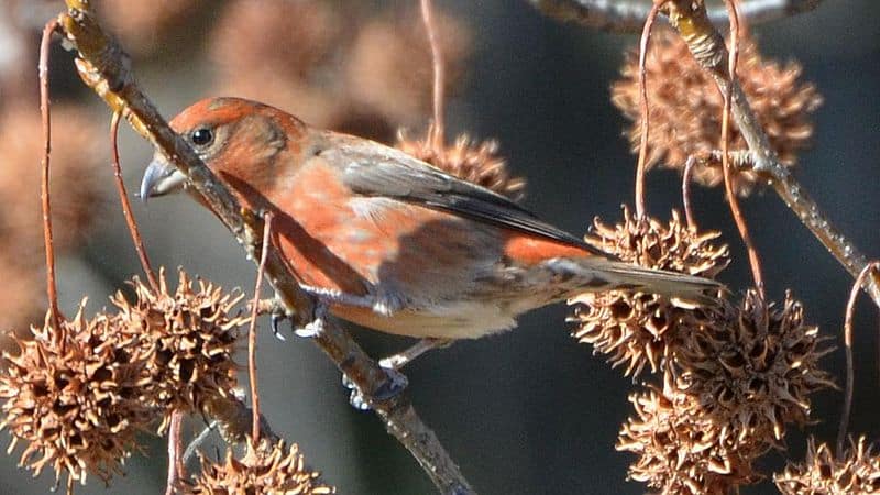A photo of a red crossbill in a nature reserve in Ohio:20 Types of Finches in Ohio: Ultimate Guide with Their ID, what they look like, sounds and Where to Find