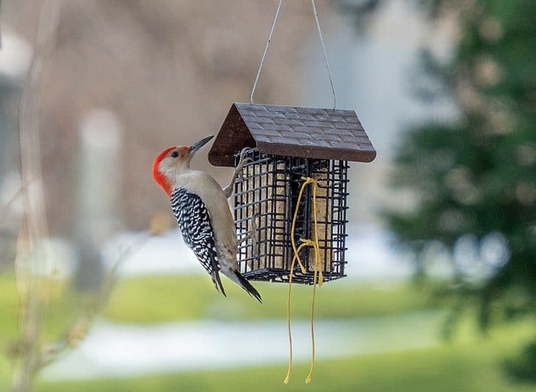 How to Attract Woodpeckers: The Best 11 Ways to Feed Woodpeckers in Your Yard (2023)