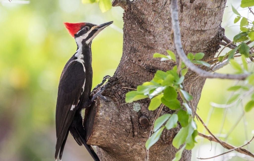 How To Attract Woodpeckers: The Best 11 Ways To Attract Woodpeckers to Your Yard (2023) 1 attracting woodpeckers A photo of a woodpecker eating a piece of wood in your yard
