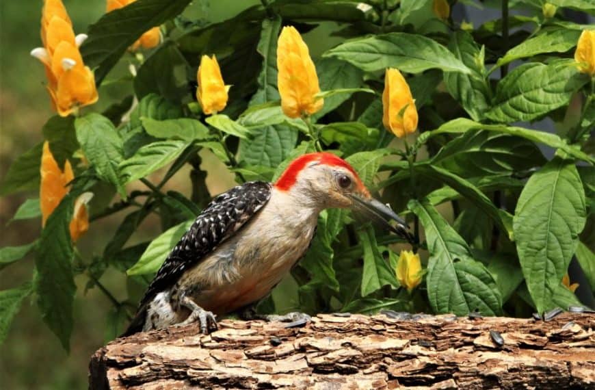 Woodpeckers in Colorado