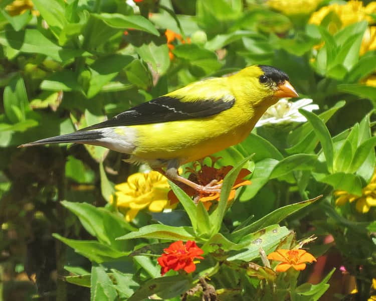 Yellow Finches In Ohio The Yellow American Goldfinches!