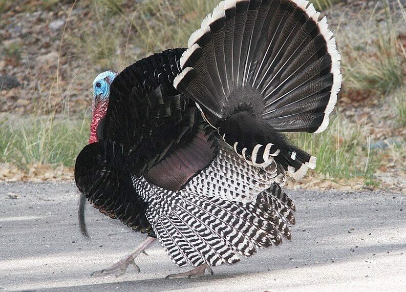 How to Identify Turkey Feathers [Ultimate Guide]