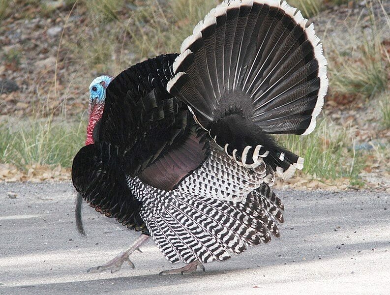 Turkey Feathers 