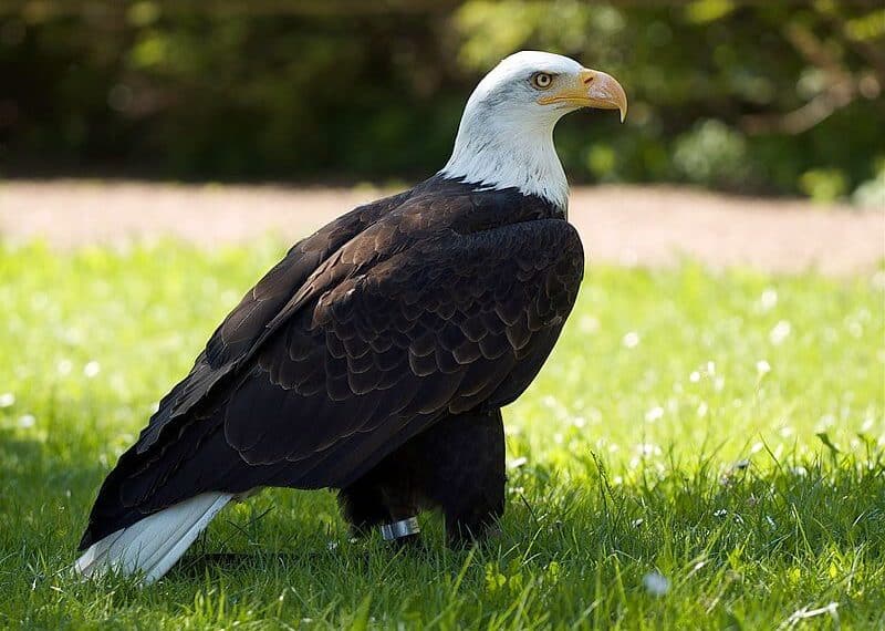 How to Identify Bald Eagle Feathers: Guide for Identification and Handling