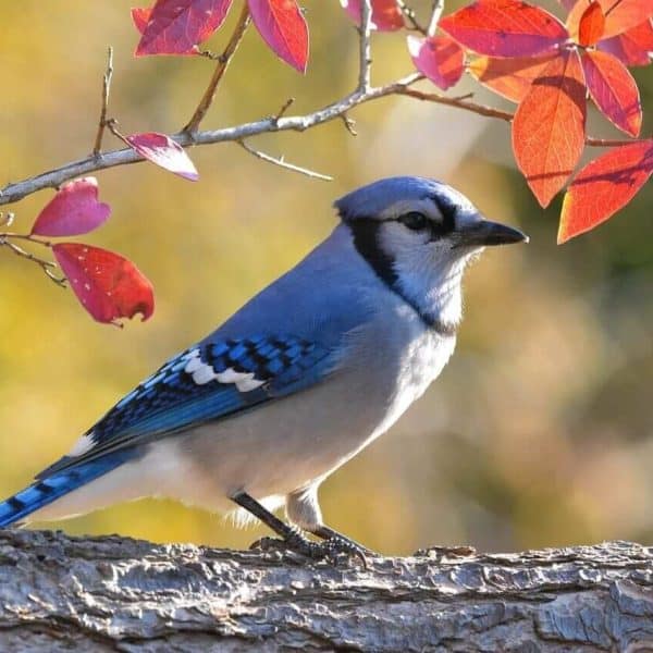 teresting Facts About Blue Jays: Blue Birds With A Cunning Sense Of Smell