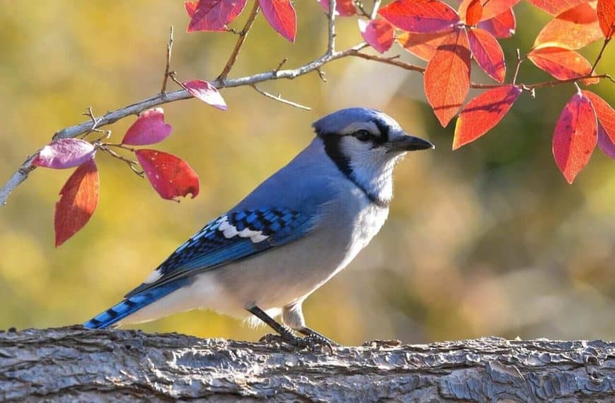 teresting Facts About Blue Jays: Blue Birds With A Cunning Sense Of Smell