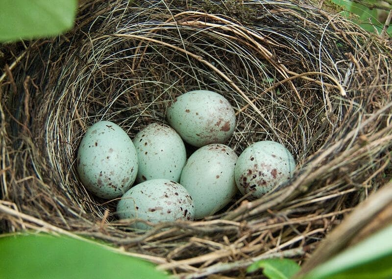 Discover When Do Finches Lay Eggs In Their Nests