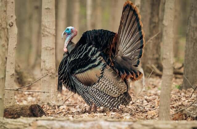 Primaries - The Feathers That Allow Flight - Wild Turkey Lab