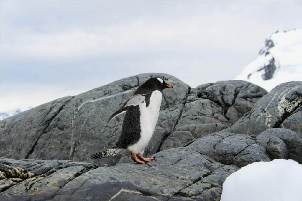 The Great Debate: Are Penguins Birds or Mammals? Find Out Here! 8 A close up of Gentoo Penguin walking on ice in aquatic region