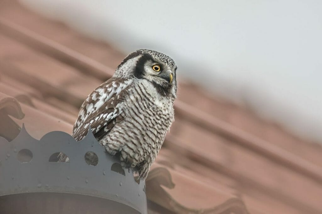 Owls in Arizona: Learn How to Recognize the 13 Types of Owls in Arizona! 5 Owls in Arizona: A close up photo of Northern Saw-whet Owl