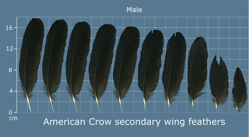 How to Identify Crow Feathers: A Comprehensive Guide to American Crow Identification