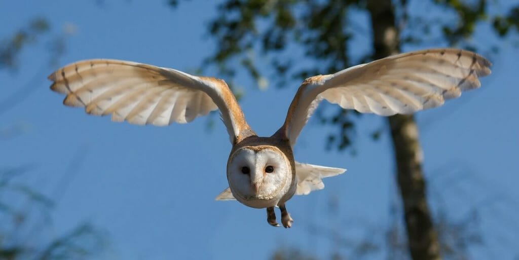 A close up of a Barn Owl in Arizona flying