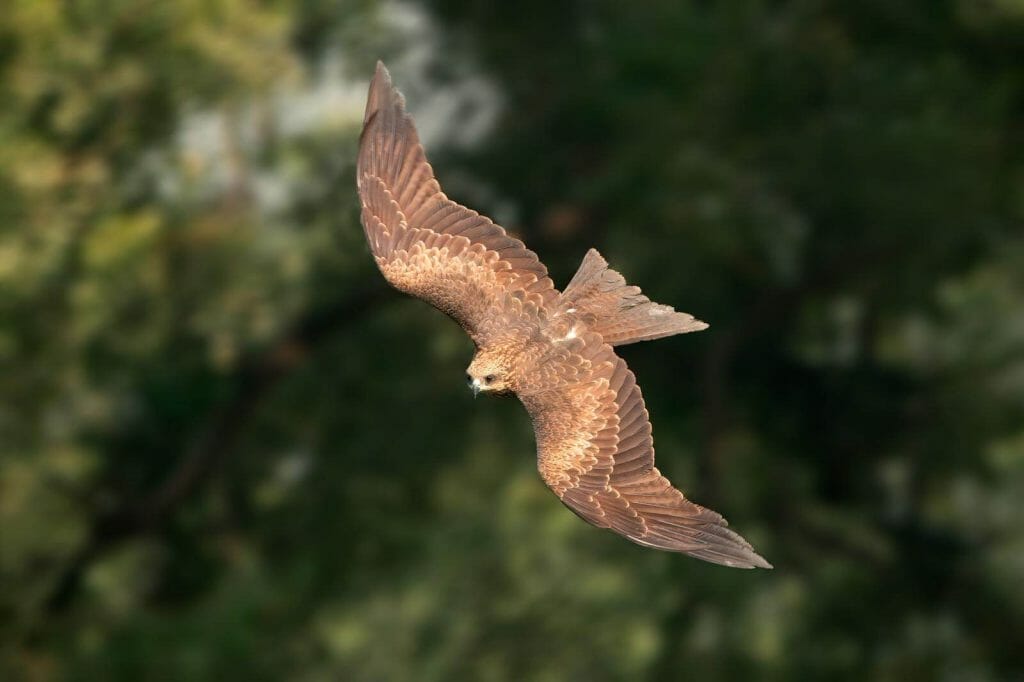 Do Birds Have Tails? The Dispelling Truth About Tail Locomotion 3 A close up photo of A black kite (Milvus migrans) in flight against a green background showing flight feathers