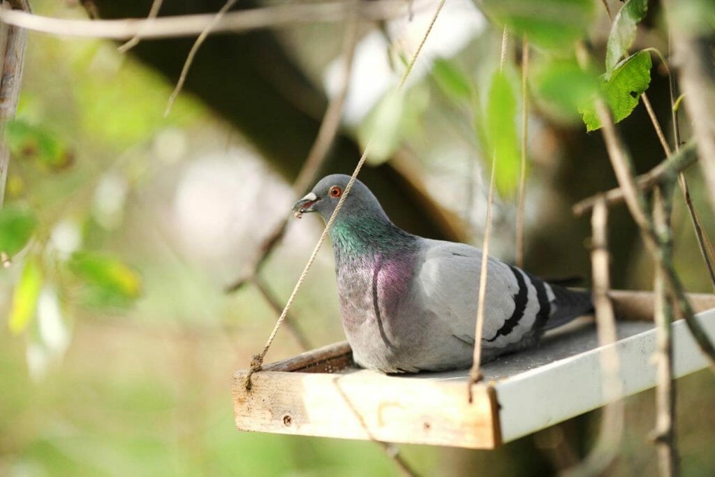How to Call Birds: Ways and Techniques for Attracting Birds Using Sounds 10 A captivating image captures the exquisite details of a serene Mourning Dove, as its feathers are showcased in stunning clarity. The close-up reveals the bird's alluring black pearly eye and the elegant black wing marks. The background gracefully blurs away, directing our gaze to the dove perched beside a bird feeder, creating a focal point of interest.