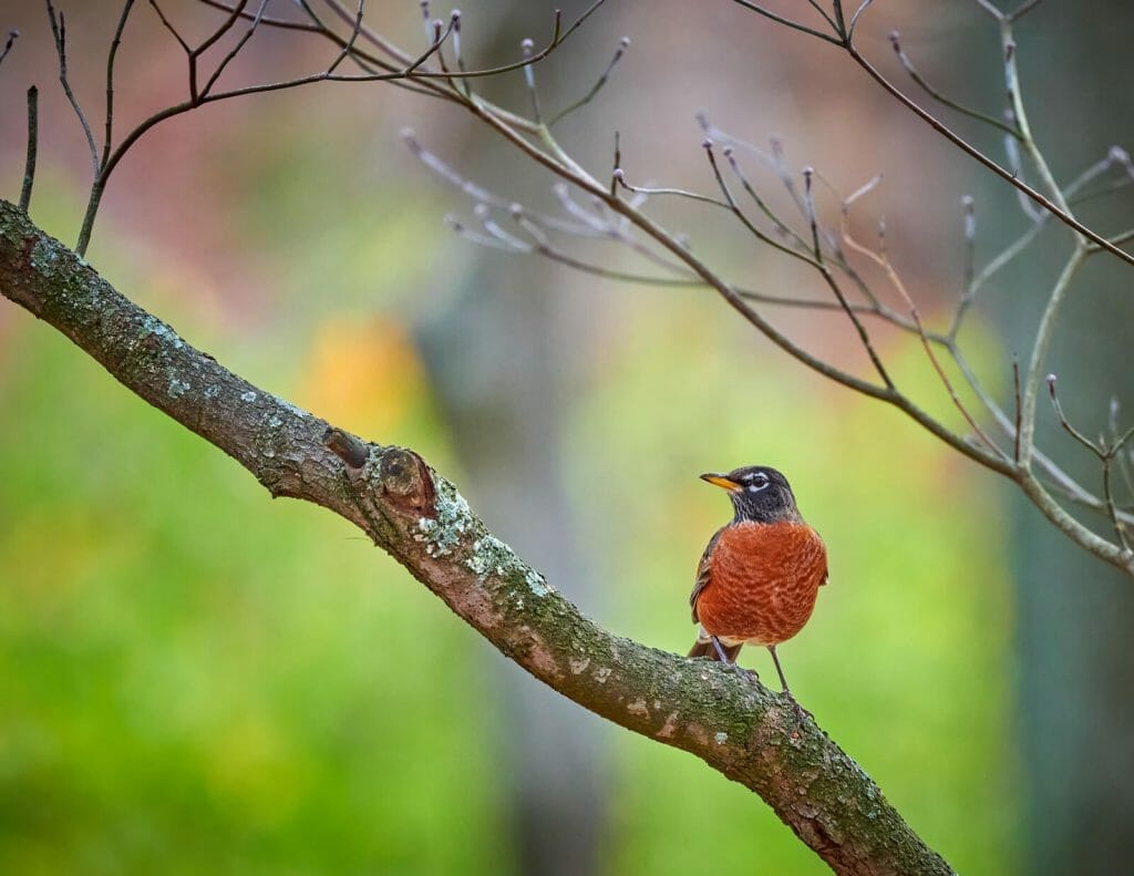 How to Call Birds: Ways and Techniques for Attracting Birds Using Sounds 6 Colorful American Robin Sitting In A Dogwood Tree