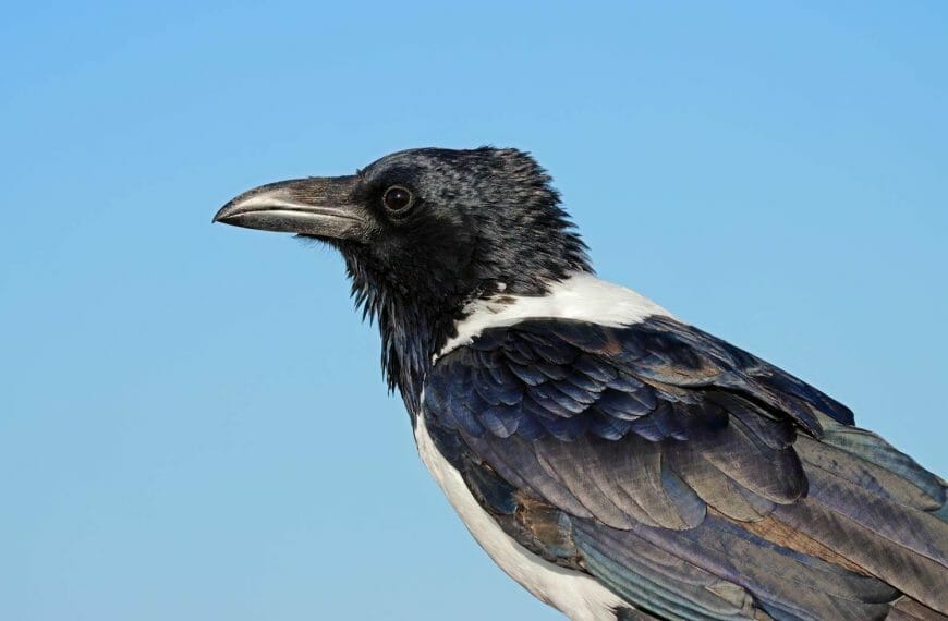 How to Identify Crow Feathers