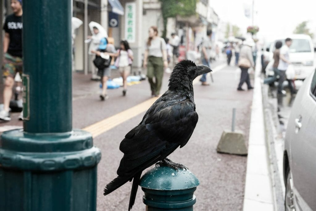 How to Identify Crow Feathers: A Comprehensive Guide to American Crow Identification 5 Crow feather identification analyzing shape and structure