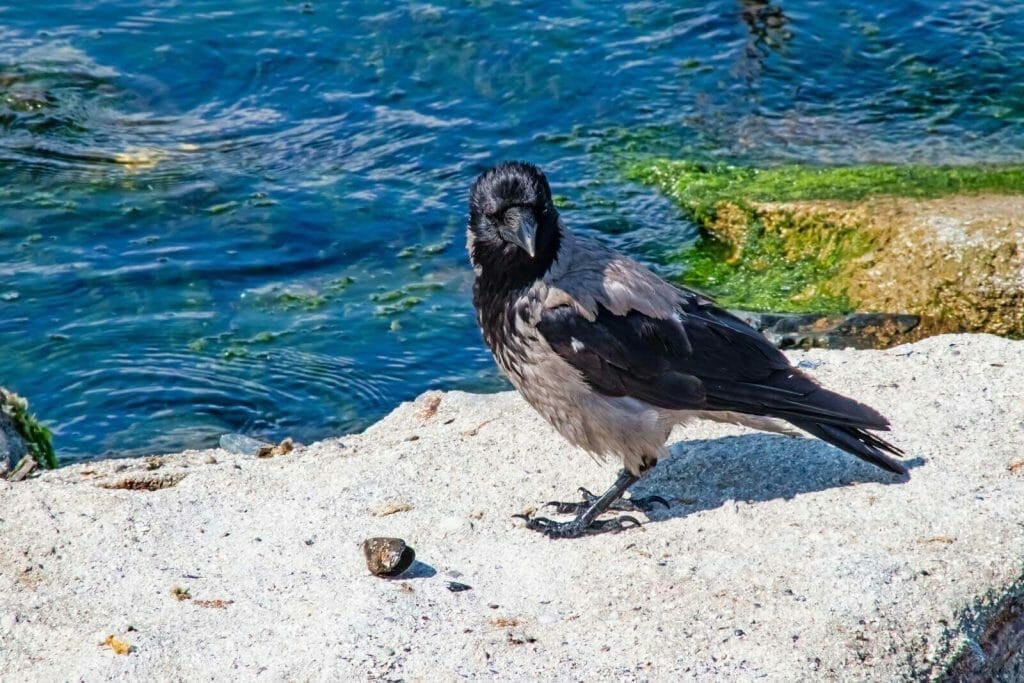 A close up photo of a Crow On The Seashore standing On The Rocks showing his feathers