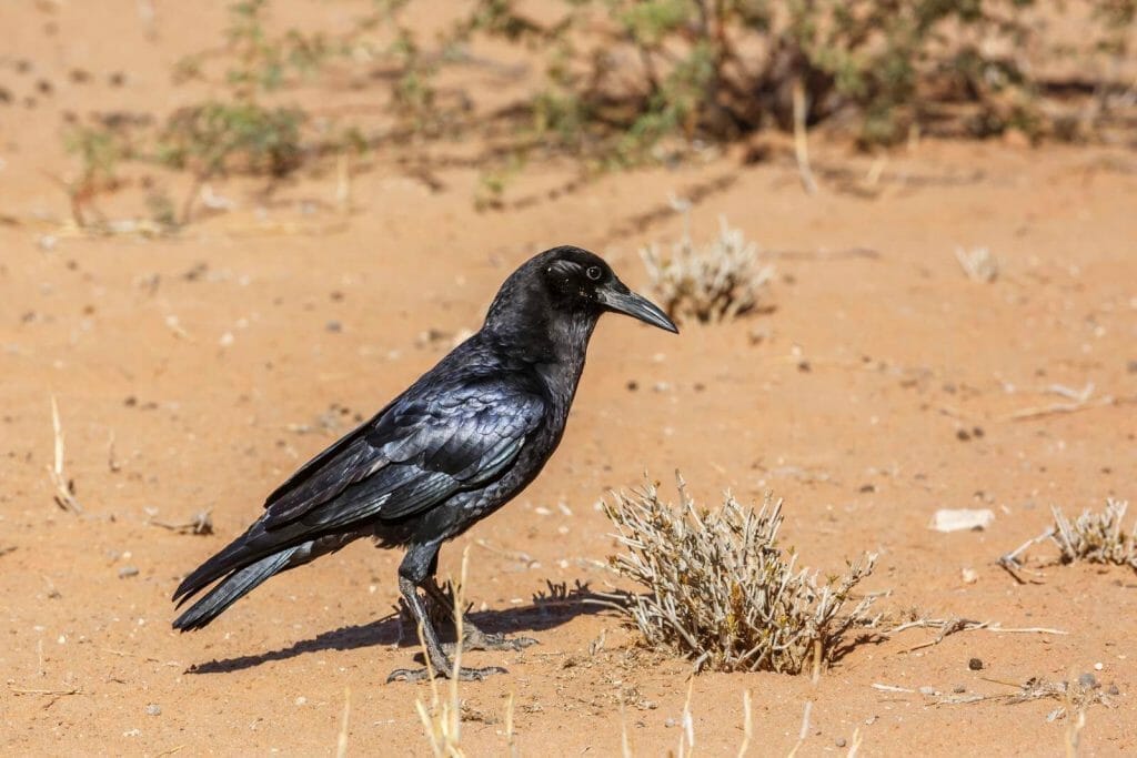 A closeup photo of a Crow standing on sand showing his feathers