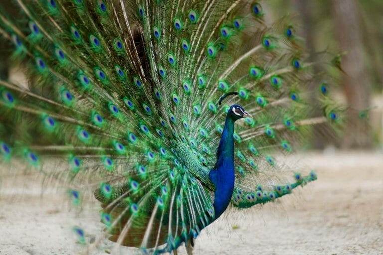 Do Birds Have Tails? The Dispelling Truth About Tail Locomotion
