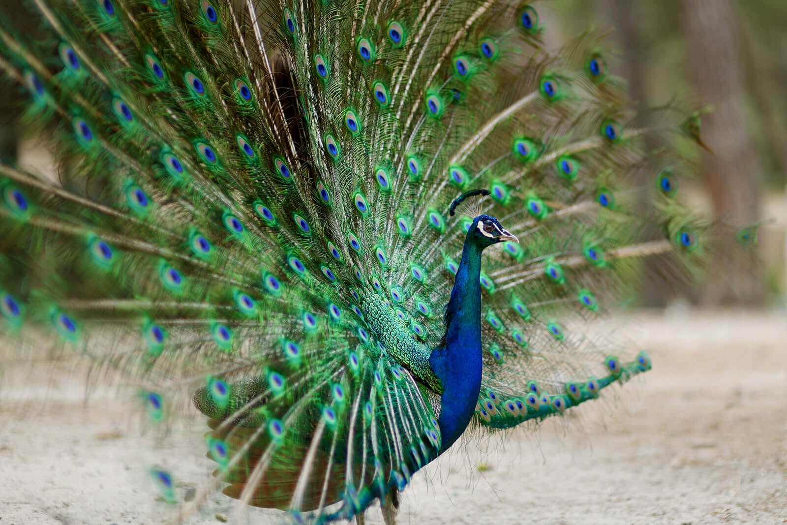 do-all-birds-have-tails-aerodynamics-behind-a-bird-tail-feathers-2023