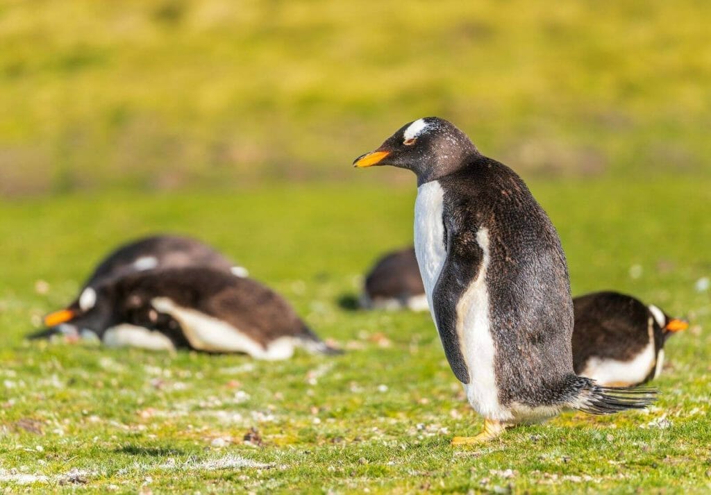 The Great Debate: Are Penguins Birds or Mammals? Find Out Here! 3 a close up photo of a Gentoo penguin standing by other penguins at Bluff Cove on Falkland Islands