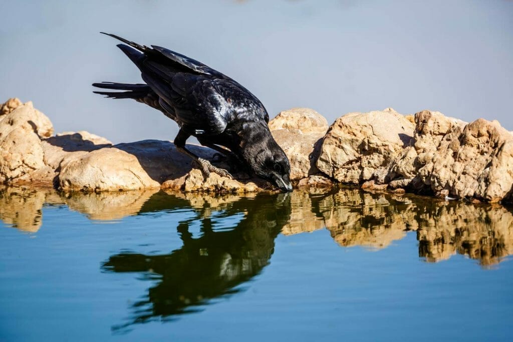 How to Identify Crow Feathers: A Comprehensive Guide to American Crow Identification 1 How to Identify Crow Feathers a closer look