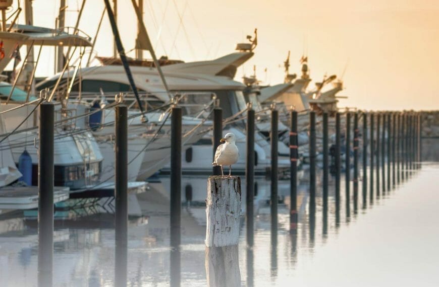How to Keep Birds Off Your Boat: Ways and [Best] Deterrents to Keep Birds Away From Your Boat