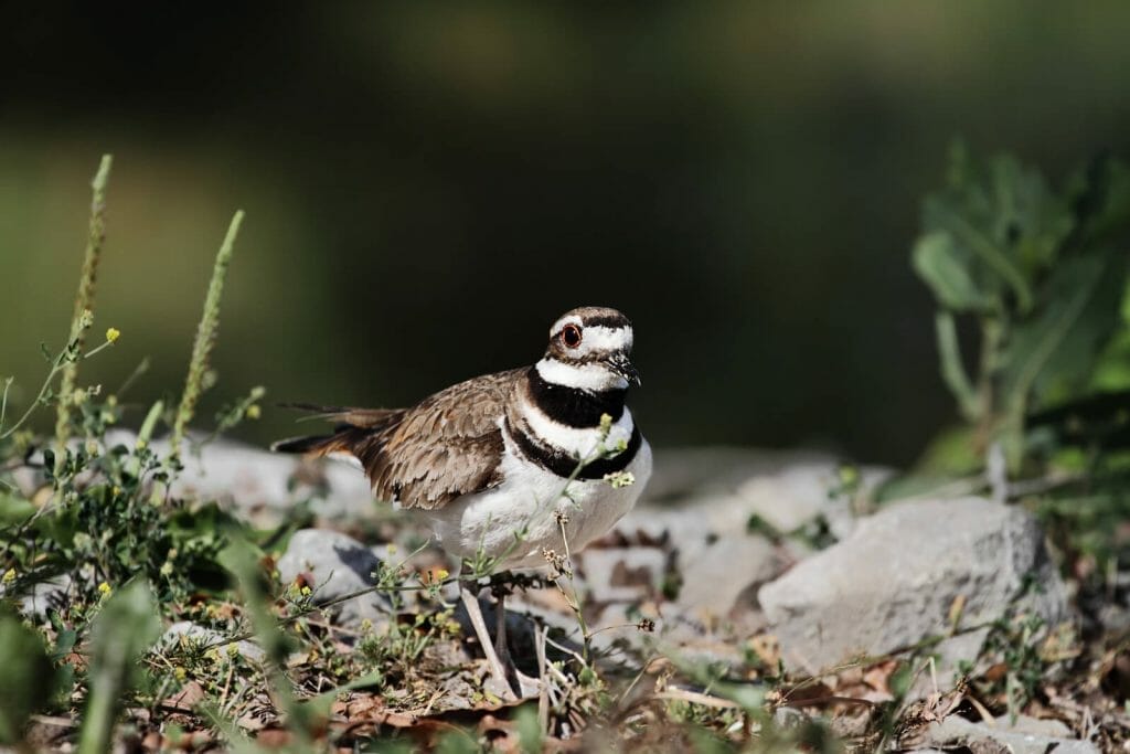 How to Call Birds: Ways and Techniques for Attracting Birds Using Sounds 9 Killdeer in the wild famouse for two syllable call that sounds like "Kill-Dee"