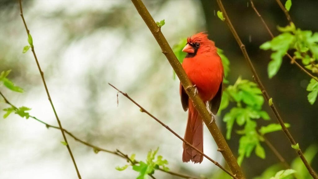 Male Northern Cardinal In An Oak Tree In Winter, Red Male Northern Cardinal Isolated Against Green Background, Northern Cardina