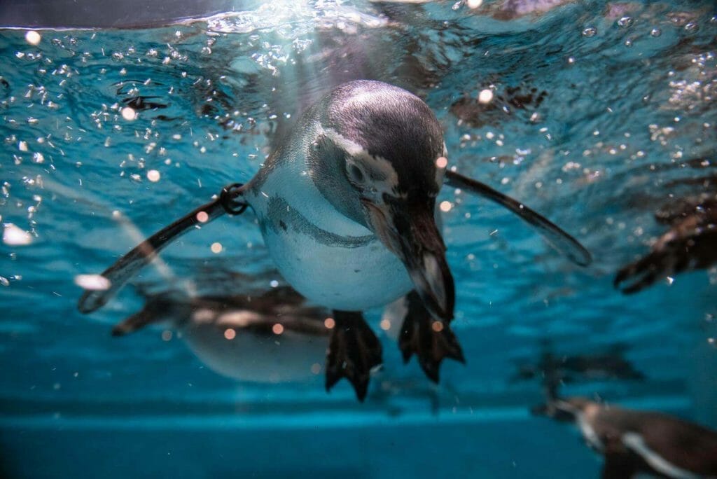 A close up of a Penguin Diving Under Water