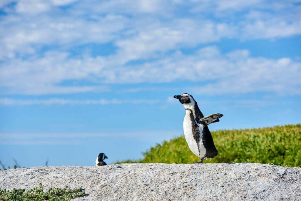 The Great Debate: Are Penguins Birds or Mammals? Find Out Here! 4 A close up of a Penguin On A Rock On Blue Cloudy Sky With Copy Space. Standing With Open Wings