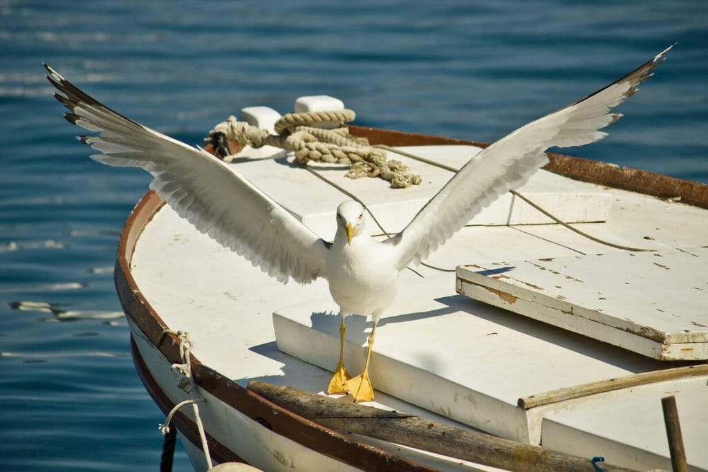 Effective Techniques and Tips on How to Keep Birds Off Your Boat 3 A close up of a Seagull Flown Away From Boat