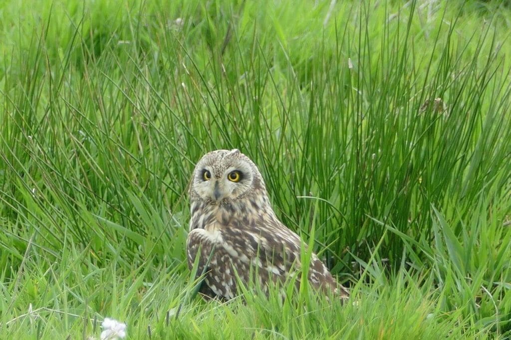 Owls in Arizona: A close up Photo of a Short-eared Owl in Arizona standing on grass in nature