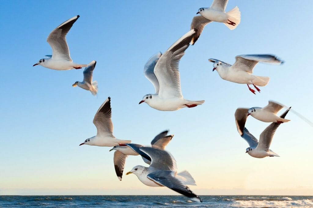 Do Birds Have Tails? The Dispelling Truth About Tail Locomotion 7 A photo of a group of gulls flying and maneuvering using their bird tails