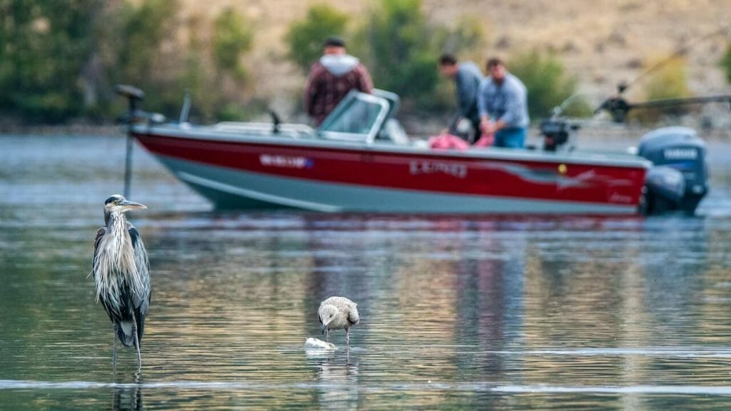 Effective Techniques and Tips on How to Keep Birds Off Your Boat 5 Use visual deterrents like balloons, flags, and reflective materials to scare birds away from your boat.