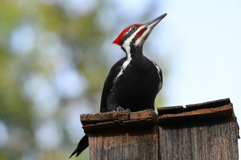 Do Birds Have Tails? The Dispelling Truth About Tail Locomotion 6 A close up of a woodpecker standing on a fence showing its tail
